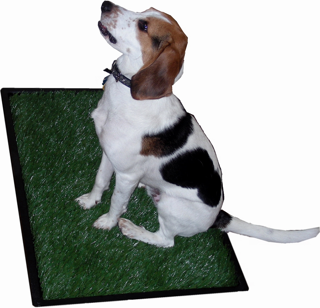 potty patch dogs